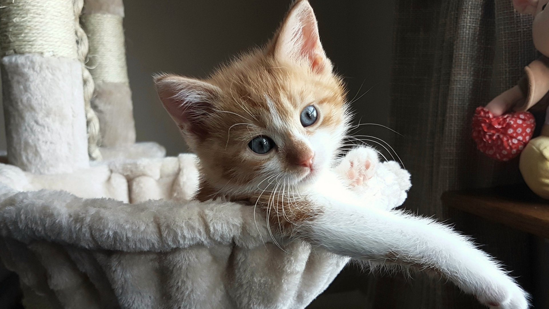 “高新体育中心健力赛：力量之美，举重选手铸就新的历史篇章”