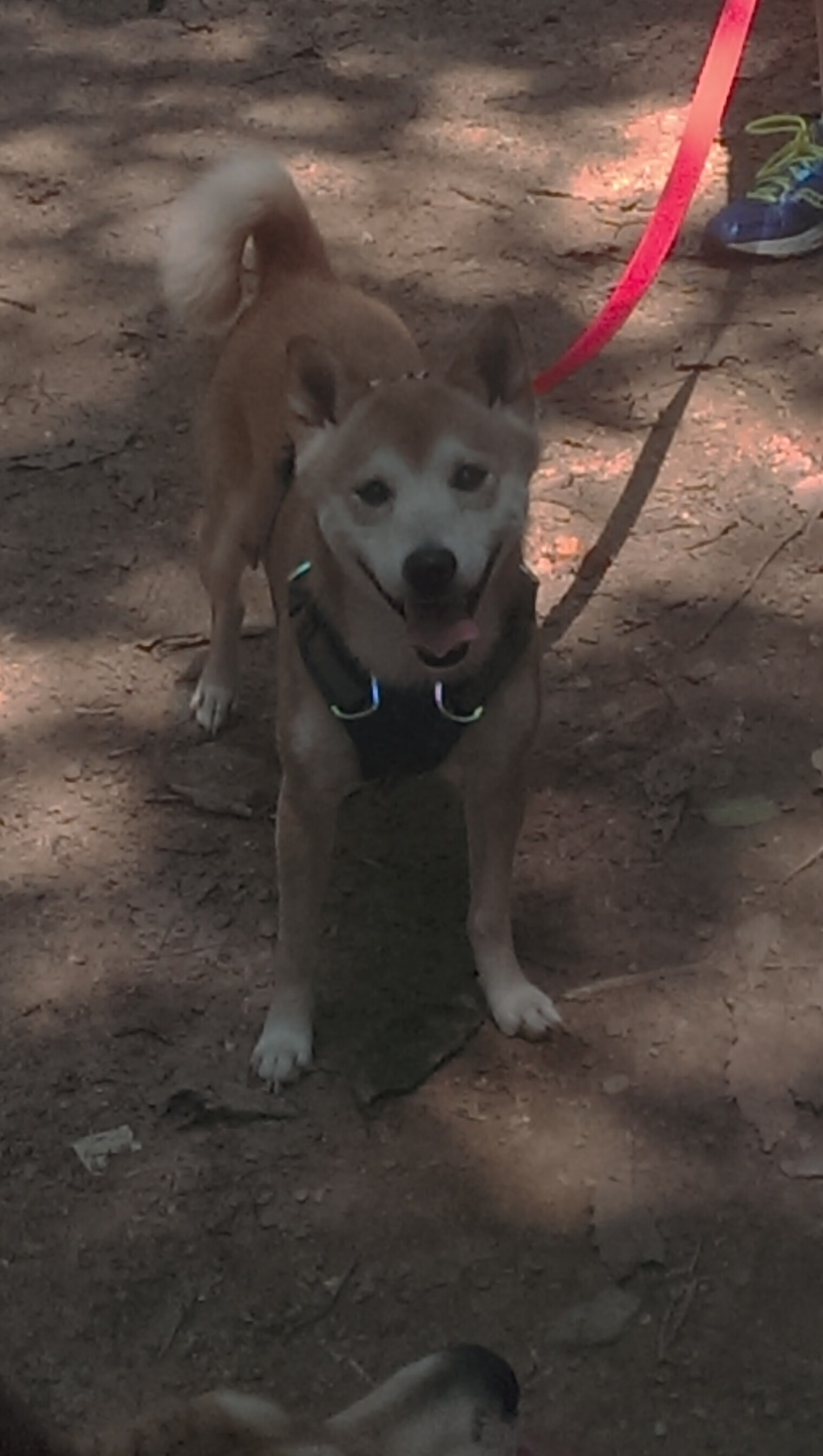 乐鱼体育app官网下载-亚洲杯中国女足逆袭 球员状态稳定发挥，中国女足亚军阵容