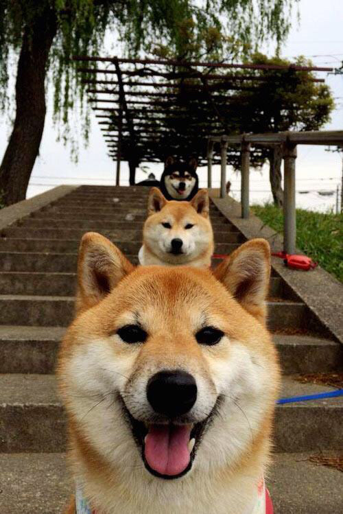 国际乒联混合团体世界杯:罗马尼亚队在团体赛中的精彩亮相,罗马尼亚国际邀请赛