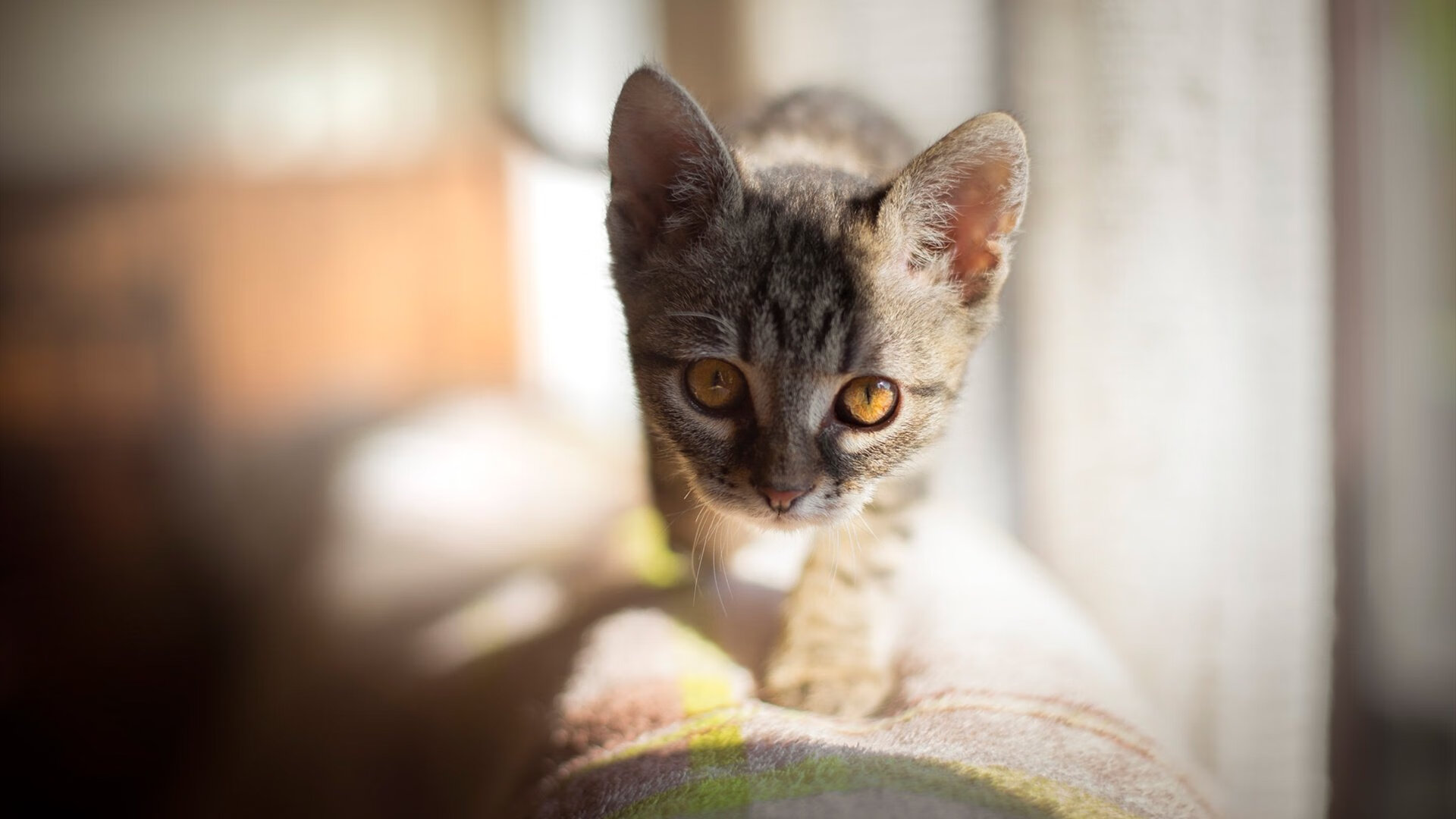 乐鱼体育下载-配速调整数据对比赛走势的影响，配速大小