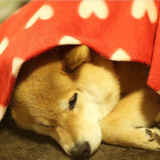 世界杯激情夜：激动人心的逆转！，最激烈的世界杯比赛