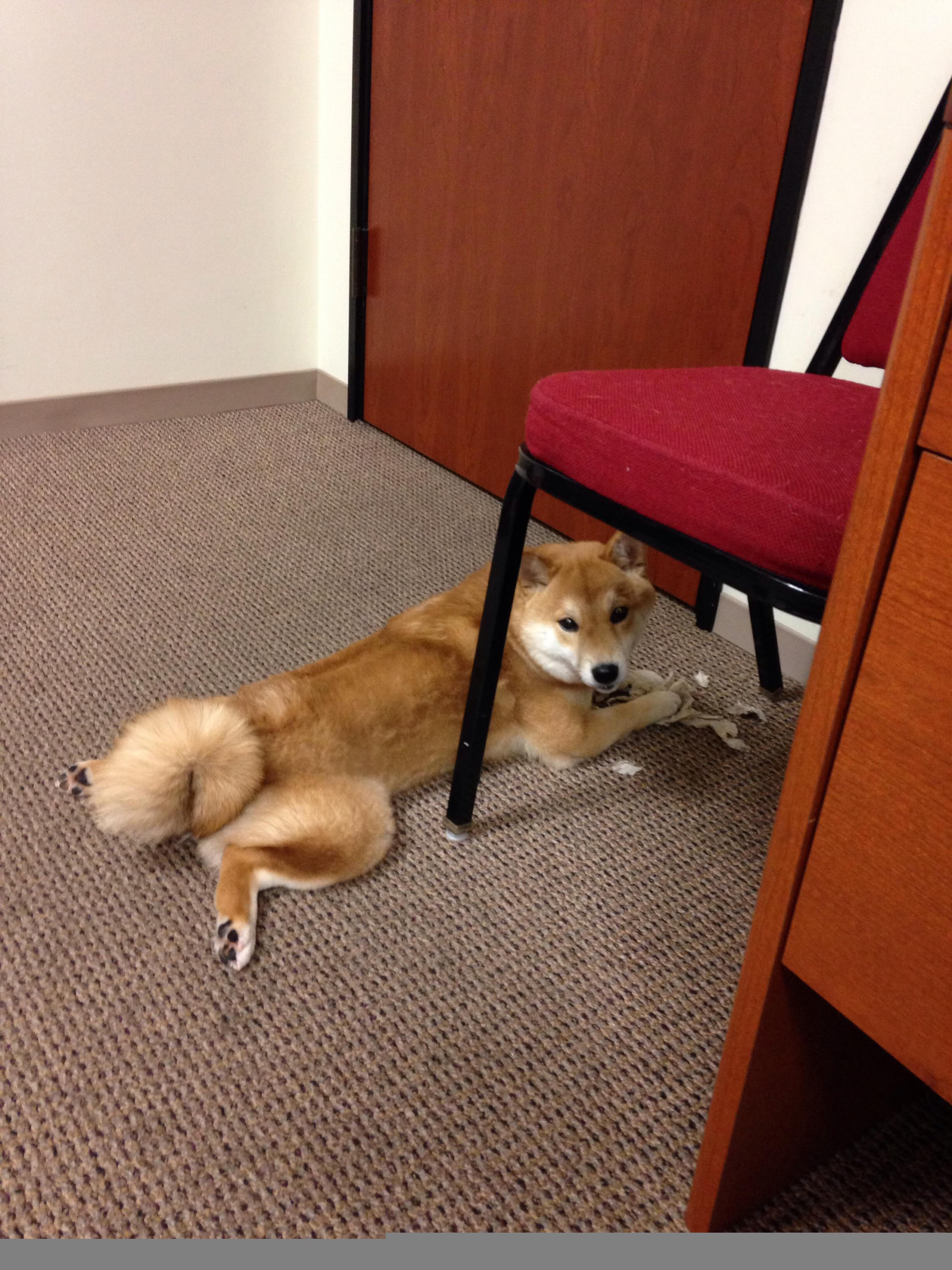 乐鱼体育下载-中国女排教练组引进外籍顾问协作，中国女排教练组成员外国人