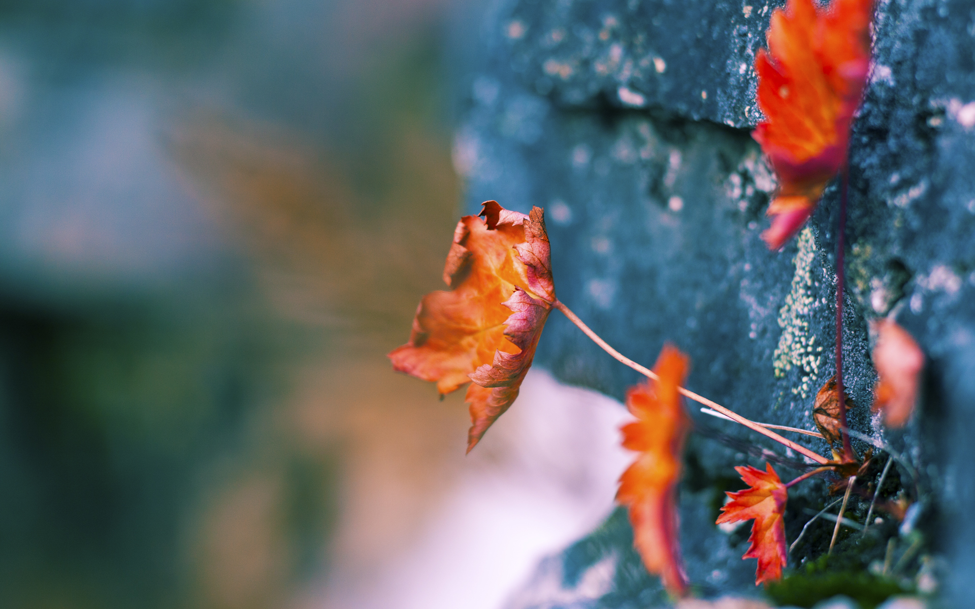 乐鱼体育app官网下载-中立代表队B靠普里戈达稳住阵线