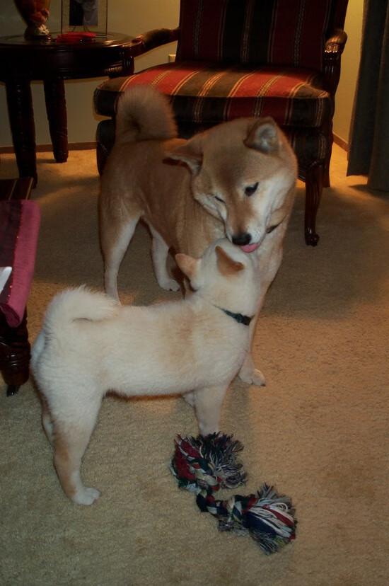 中立代表队B靠普里戈达稳住阵线