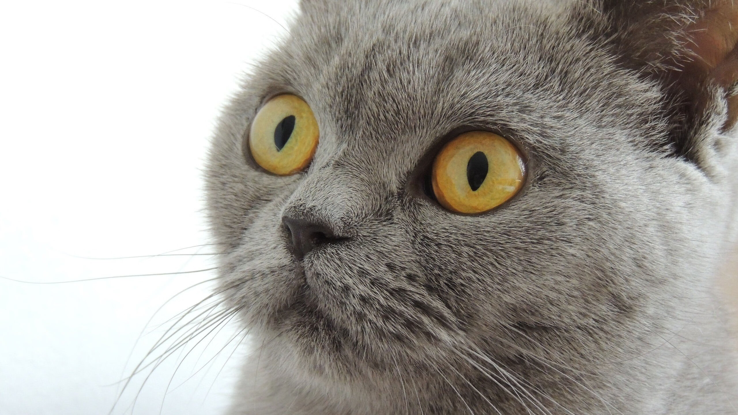 乐鱼体育官网下载-乌干达女篮在非洲锦标赛中激情四溢，体育事业繁荣发展，乌干达篮球比赛