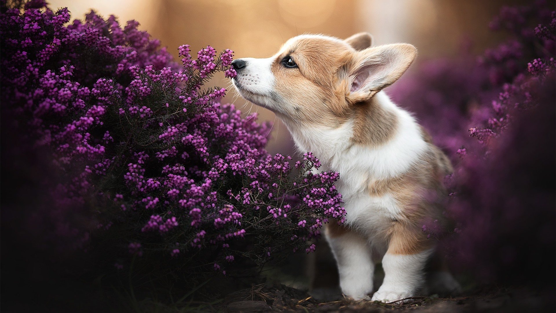体育新闻中心发布群众体育大数据监测报告摘要,群众体育现状调查