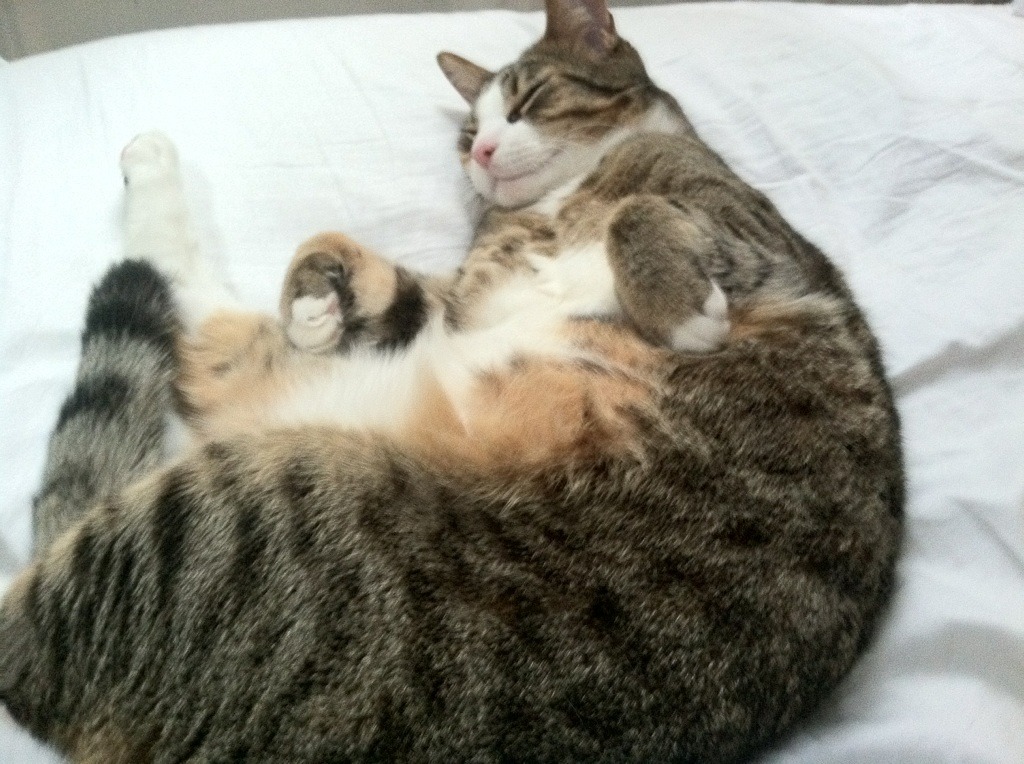 国家曲棍球队公布选拔赛具体安排及报名方式,国家曲棍球队名单