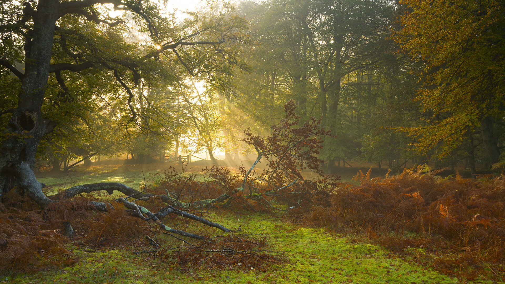 塞尔·拉恩：他用最快的速度为全黑队提供进攻动力，突破与传球能力俱佳